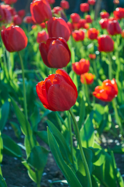 istock A group beautiful of decorative red tulip flowers. 961055486