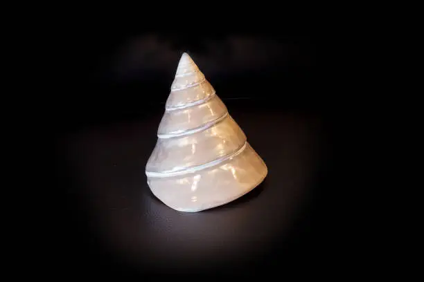 Mother of pearl conical pyramid Calliostoma seashell isolated on a black background