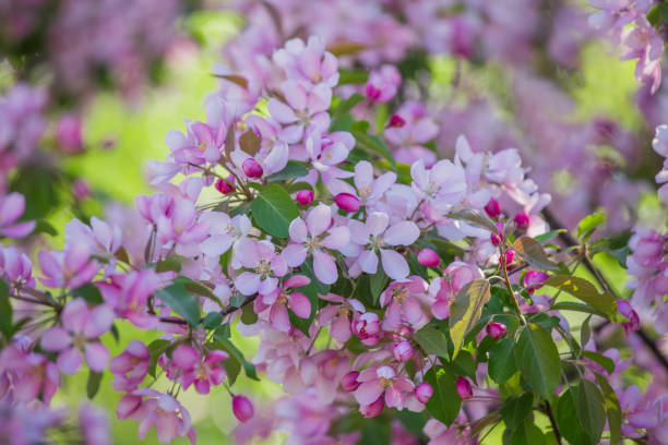 istock Blooming apple tree with pink flowers in spring. Beautiful nature. Selective focus 961057186
