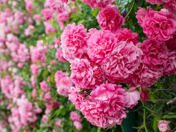 istock pink colored roses with green leaves 961066898