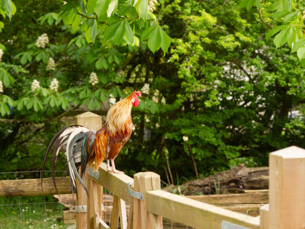 Rooster crowing stock photo