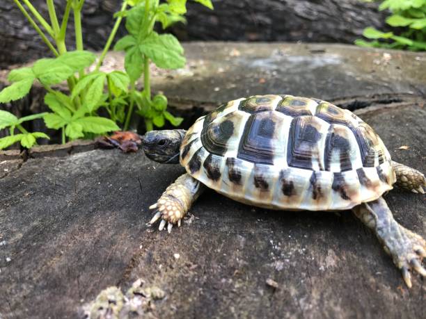istock Tortoise in the wood 961073056