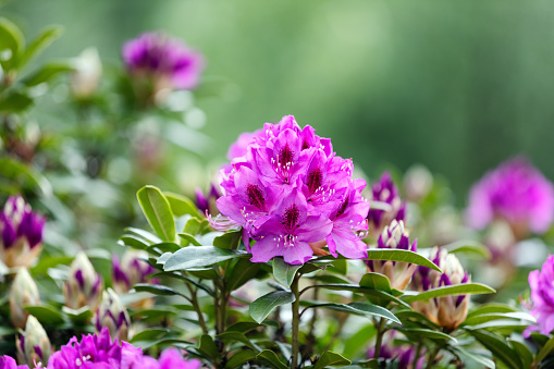 Spring Rhododendron flowers in Washington State