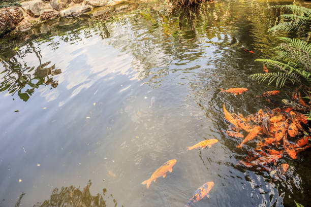 istock koi fish in garden pond decorative landscape design 961077724