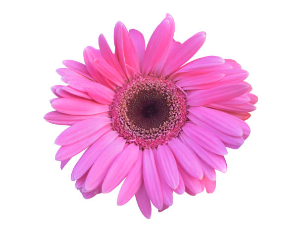 istock Vibrant bright purple gerbera daisy flowers blooming isolated on white background with clipping path 961092452