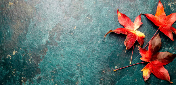 istock Autumn red leaves on blue turquoise background. Copy space. Top view 961095924