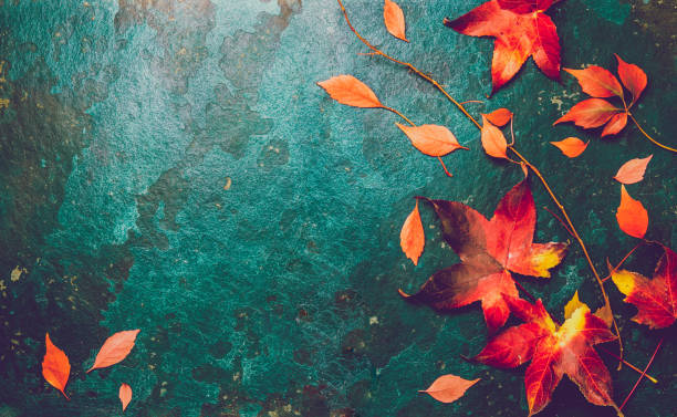 istock Autumn red leaves on blue turquoise background. Copy space. Top view 961095928