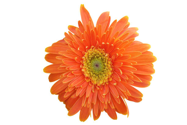 istock Vibrant bright orange gerbera daisy flowers blooming isolated on white background with clipping path. 961095954