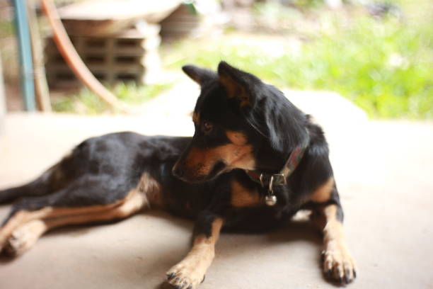 istock My Cute Little Dog 961096560