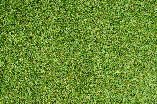 textura de fondo verde hierba - on top of grass scenics field fotografías e imágenes de stock