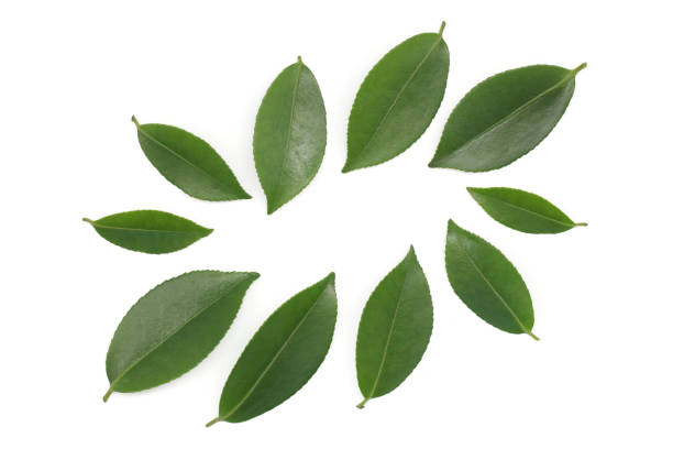 istock fresh green leaf decoration isolated on white background 961110728