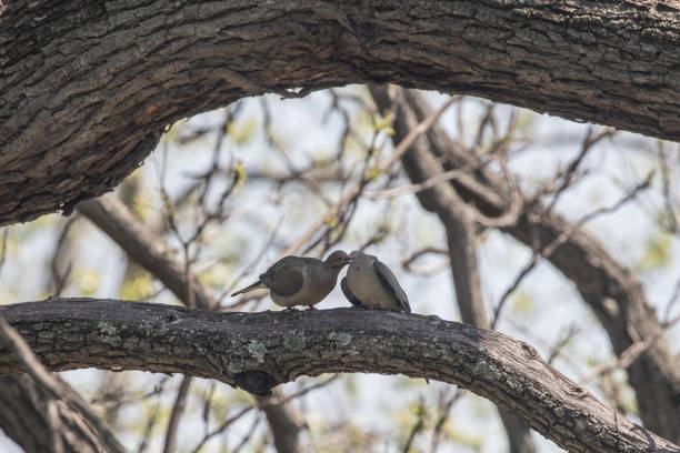 Two kissing mourning doves perched on a tree branch.