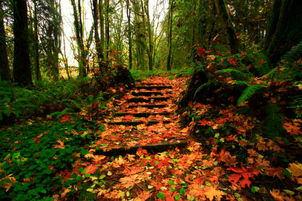 istock Pacific Southwest forest hiking trail 961117444