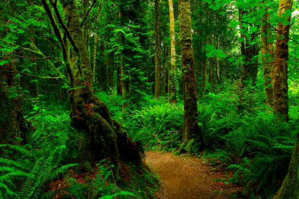 istock Pacific Southwest forest hiking trail 961118294