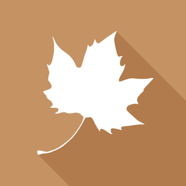 Brown Maple Leaf Icon Vector illustration of a white maple leaf on a brown background. maple leaf stock illustrations