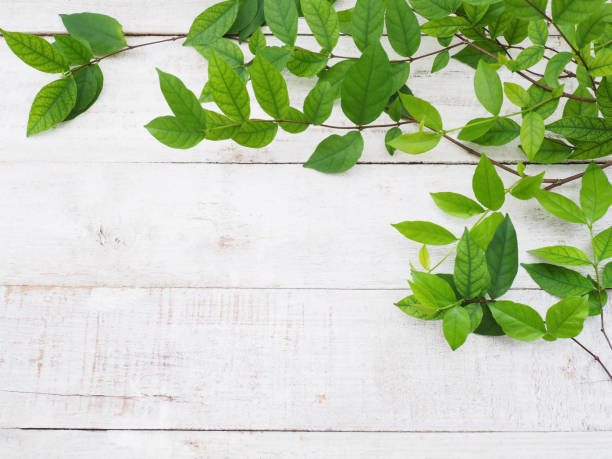istock Close up creeper plant green leaves 961125382