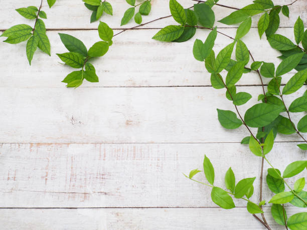 istock Close up creeper plant green leaves 961125390