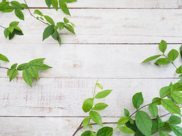 istock Close up creeper plant green leaves 961125798