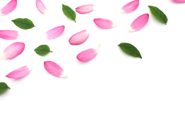 istock lotus petals with green leaves 961125802
