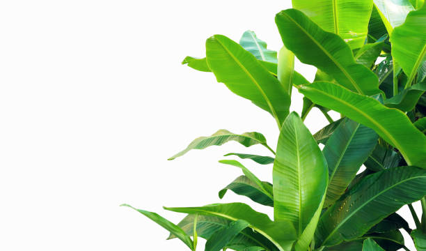 aislado de hojas de plátano - fern leaf plant close up fotografías e imágenes de stock