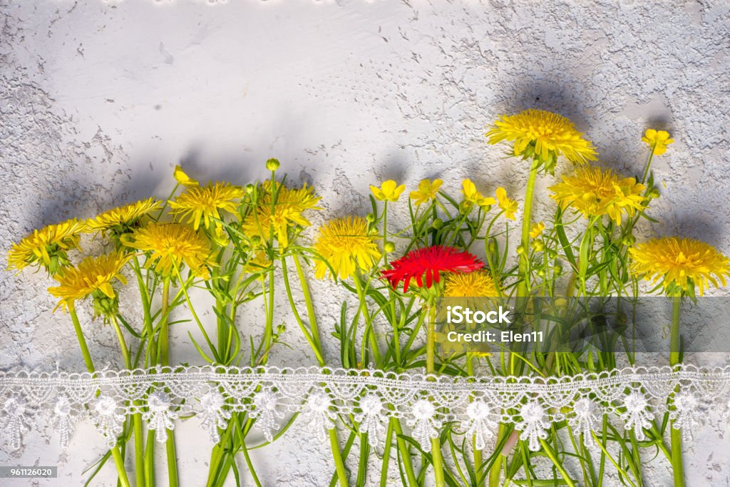 concepto de individualidad: rojo, diente de León entre amarillo ordinario unos, superior vista Bodegón con espacio de copia superior. - Foto de stock de Flor libre de derechos