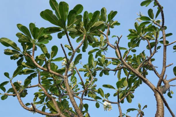 istock plumeria branch tree in nature garden 961129120