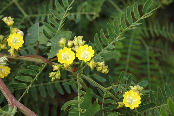 istock yellow flower in nature garden 961129208