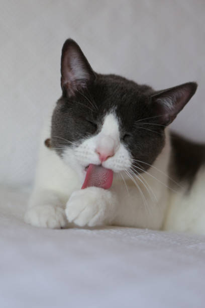 istock Gray-and-white cat at home 961132138