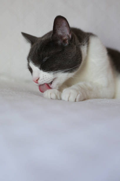 istock Gray-and-white cat at home 961132308