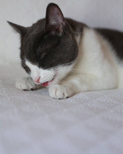 istock Gray-and-white cat at home 961132452