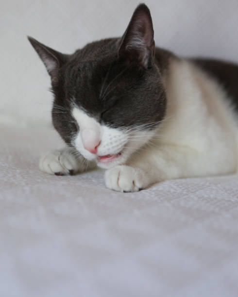 istock Gray-and-white cat at home 961132532