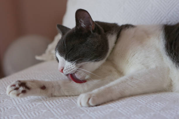 istock Gray-and-white cat at home 961132546