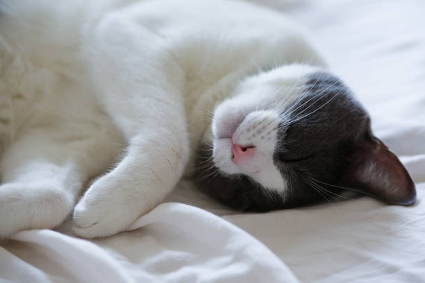 istock Gray-and-white cat at home 961132554