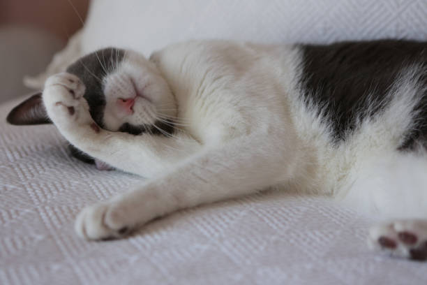 istock Gray-and-white cat at home 961132626