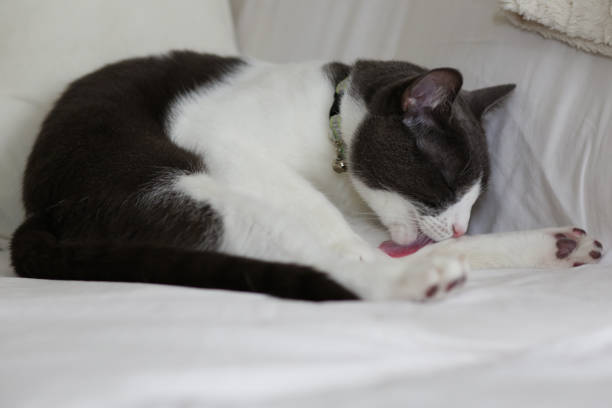 istock Gray-and-white cat at home 961132646