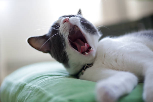 istock Gray-and-white cat at home 961132790