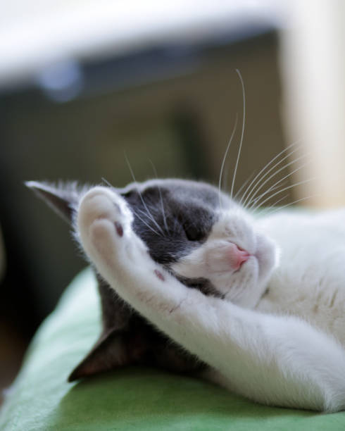 istock Gray-and-white cat at home 961132822