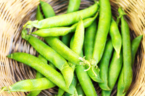 Fresh English peas with one pod open, showing the plump peas inside.  Finally, springtime is here!