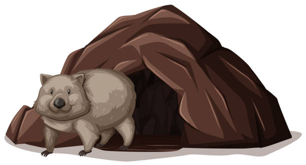 Wombat Walking out off the Cave Wombat Walking out off the Cave illustration wombat stock illustrations