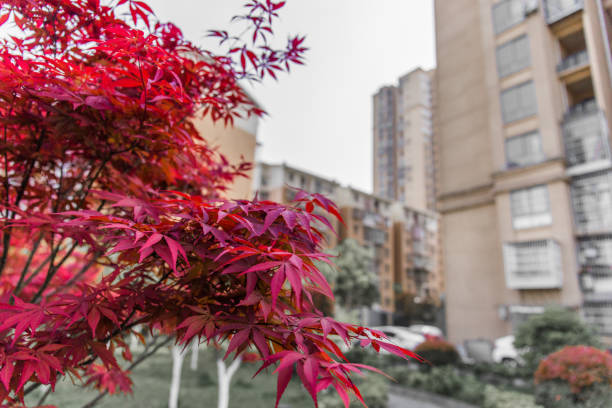 beautiful maple leaves in the fall