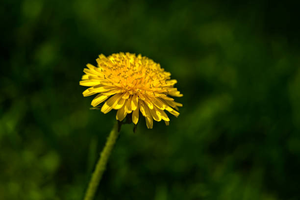 istock yellow dandelion closeup on a green background 961141378