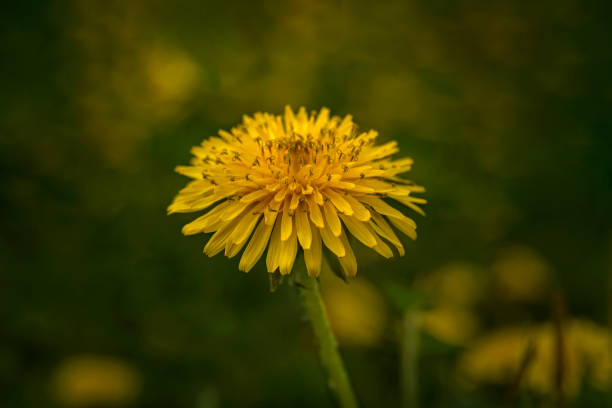 istock yellow dandelion closeup on a green background 961141408