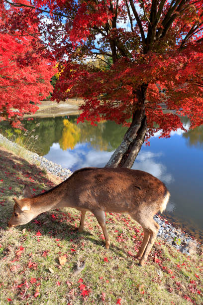 istock Autumnal leaves Nara park and deer 961148020
