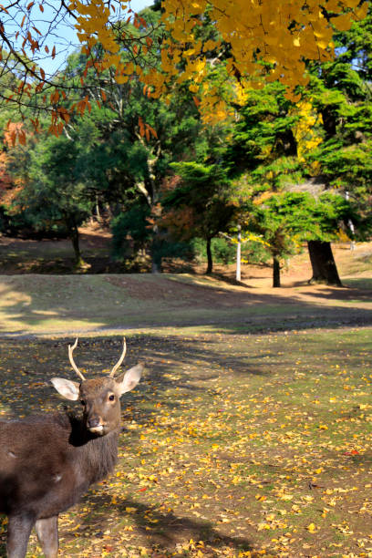 istock Autumnal leaves Nara park and deer 961148698