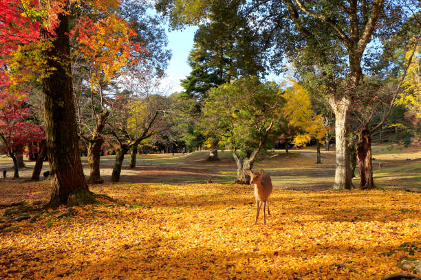 istock Autumnal leaves Nara park and deer 961150200