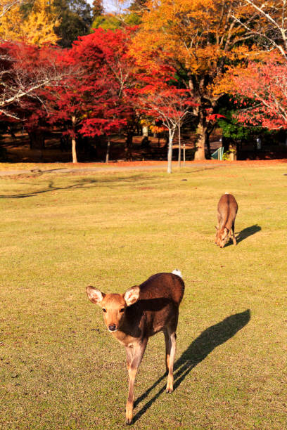 istock Autumnal leaves Nara park and deer 961150274