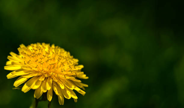 istock yellow dandelion closeup on a green background 961151426