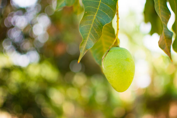 istock Green Mango or Mangifera indica is on tree branch, image in blurred background 961155114