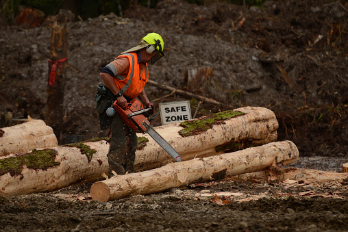 KUMARA, NEW ZEALAND, SEPTEMBER 20, 2017: A forestry worker trims a Pinus radiata log at a logging site near Kumara, West Coast, New Zealand.