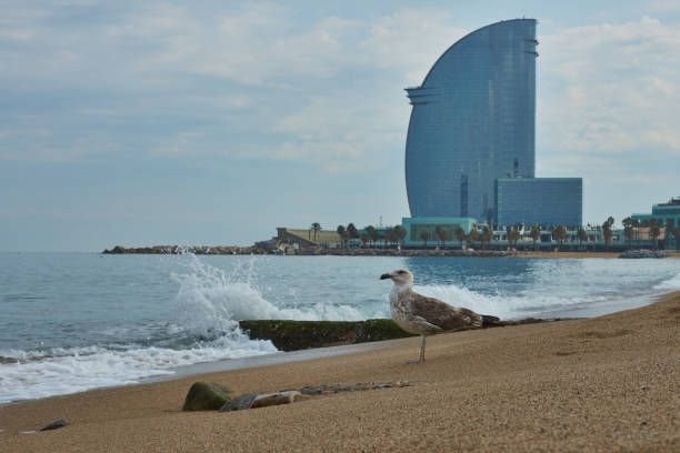 istock Seagull at La Barceloneta Beach 961159444